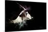 Wild Explosion Collection - The Impala-Philippe Hugonnard-Stretched Canvas