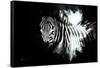 Wild Explosion Collection - The Zebra II-Philippe Hugonnard-Framed Stretched Canvas