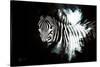 Wild Explosion Collection - The Zebra II-Philippe Hugonnard-Stretched Canvas