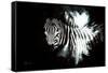 Wild Explosion Collection - The Zebra II-Philippe Hugonnard-Framed Stretched Canvas