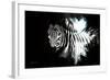 Wild Explosion Collection - The Zebra II-Philippe Hugonnard-Framed Art Print