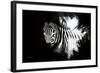 Wild Explosion Collection - The Zebra II-Philippe Hugonnard-Framed Art Print