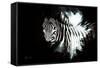 Wild Explosion Collection - The Zebra II-Philippe Hugonnard-Framed Stretched Canvas