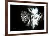 Wild Explosion Collection - The Zebra II-Philippe Hugonnard-Framed Art Print