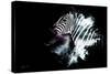 Wild Explosion Collection - The Zebra-Philippe Hugonnard-Stretched Canvas