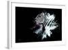 Wild Explosion Collection - The Zebra-Philippe Hugonnard-Framed Art Print