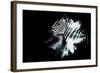 Wild Explosion Collection - The Zebra-Philippe Hugonnard-Framed Art Print