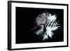 Wild Explosion Collection - The Zebra-Philippe Hugonnard-Framed Art Print