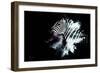 Wild Explosion Collection - The Zebra-Philippe Hugonnard-Framed Premium Giclee Print
