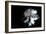 Wild Explosion Collection - The Zebra-Philippe Hugonnard-Framed Premium Giclee Print