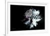 Wild Explosion Collection - The Zebra-Philippe Hugonnard-Framed Art Print