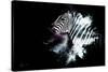 Wild Explosion Collection - The Zebra-Philippe Hugonnard-Stretched Canvas