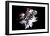 Wild Explosion Collection - The Zebras-Philippe Hugonnard-Framed Premium Giclee Print