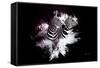 Wild Explosion Collection - The Zebras-Philippe Hugonnard-Framed Stretched Canvas
