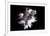 Wild Explosion Collection - The Zebras-Philippe Hugonnard-Framed Art Print