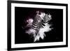 Wild Explosion Collection - The Zebras-Philippe Hugonnard-Framed Art Print