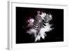 Wild Explosion Collection - The Zebras-Philippe Hugonnard-Framed Art Print