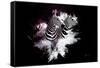 Wild Explosion Collection - The Zebras-Philippe Hugonnard-Framed Stretched Canvas