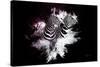 Wild Explosion Collection - The Zebras-Philippe Hugonnard-Stretched Canvas