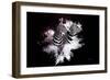 Wild Explosion Collection - The Zebras-Philippe Hugonnard-Framed Art Print