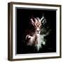 Wild Explosion Square Collection - The Antelope-Philippe Hugonnard-Framed Art Print