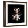 Wild Explosion Square Collection - The Antelope-Philippe Hugonnard-Framed Art Print