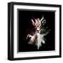 Wild Explosion Square Collection - The Antelope-Philippe Hugonnard-Framed Art Print