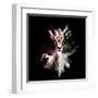 Wild Explosion Square Collection - The Antelope-Philippe Hugonnard-Framed Art Print