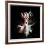 Wild Explosion Square Collection - The Antelope-Philippe Hugonnard-Framed Art Print