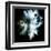 Wild Explosion Square Collection - The Hyena-Philippe Hugonnard-Framed Art Print