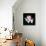 Wild Explosion Square Collection - The Lion-Philippe Hugonnard-Stretched Canvas displayed on a wall