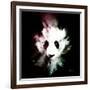 Wild Explosion Square Collection - The Panda-Philippe Hugonnard-Framed Art Print