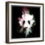 Wild Explosion Square Collection - The Panda-Philippe Hugonnard-Framed Art Print