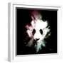 Wild Explosion Square Collection - The Panda-Philippe Hugonnard-Framed Art Print