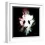 Wild Explosion Square Collection - The Panda-Philippe Hugonnard-Framed Art Print