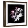 Wild Explosion Square Collection - The Zebras-Philippe Hugonnard-Framed Art Print