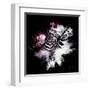 Wild Explosion Square Collection - The Zebras-Philippe Hugonnard-Framed Art Print