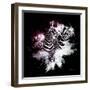 Wild Explosion Square Collection - The Zebras-Philippe Hugonnard-Framed Art Print