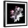 Wild Explosion Square Collection - The Zebras-Philippe Hugonnard-Framed Art Print