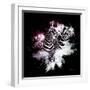 Wild Explosion Square Collection - The Zebras-Philippe Hugonnard-Framed Art Print