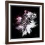 Wild Explosion Square Collection - The Zebras-Philippe Hugonnard-Framed Art Print