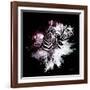 Wild Explosion Square Collection - The Zebras-Philippe Hugonnard-Framed Art Print