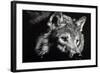 Wild Eyes-Julie Chapman-Framed Art Print