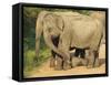 Wild Female Asian Elephants with Baby Elephant, Yala National Park, Sri Lanka, Asia-Peter Barritt-Framed Stretched Canvas