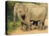 Wild Female Asian Elephants with Baby Elephant, Yala National Park, Sri Lanka, Asia-Peter Barritt-Stretched Canvas