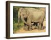 Wild Female Asian Elephants with Baby Elephant, Yala National Park, Sri Lanka, Asia-Peter Barritt-Framed Photographic Print