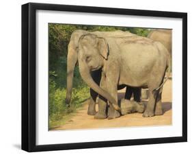 Wild Female Asian Elephants with Baby Elephant, Yala National Park, Sri Lanka, Asia-Peter Barritt-Framed Photographic Print