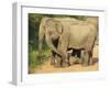 Wild Female Asian Elephants with Baby Elephant, Yala National Park, Sri Lanka, Asia-Peter Barritt-Framed Photographic Print