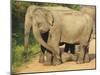 Wild Female Asian Elephants with Baby Elephant, Yala National Park, Sri Lanka, Asia-Peter Barritt-Mounted Photographic Print