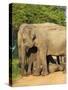 Wild Female Asian Elephants with Baby Elephant, Yala National Park, Sri Lanka, Asia-Peter Barritt-Stretched Canvas